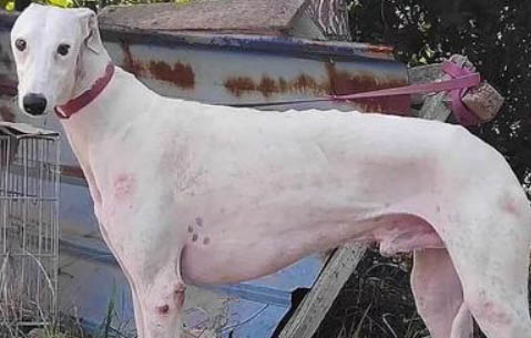 格力犬價格多少錢一只