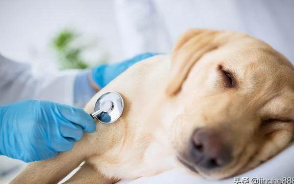 細小病毒狗狗不能吃東西會不會餓死