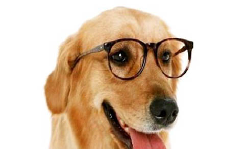 狗偽狂犬的癥狀及治療方法有哪些