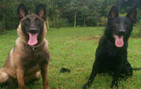 馬犬第一窩可以生幾個