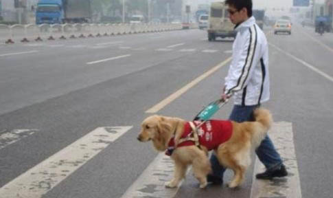 導盲犬品種有哪些