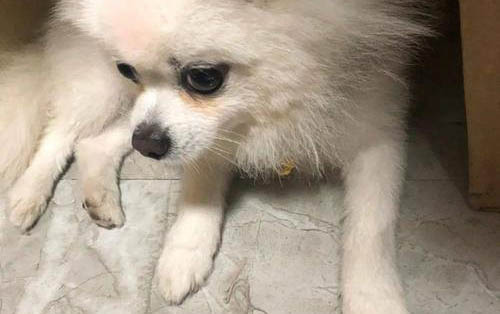 博美犬六個月定型了嗎