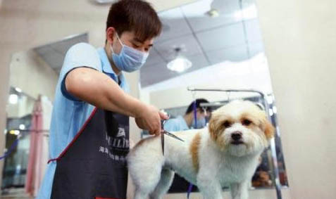 狗狗吃巧克力多久沒(méi)事就安全了