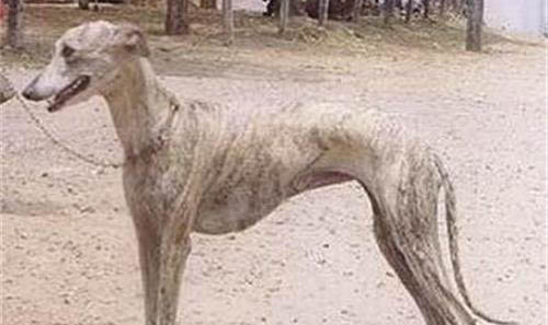 靈緹犬缺點