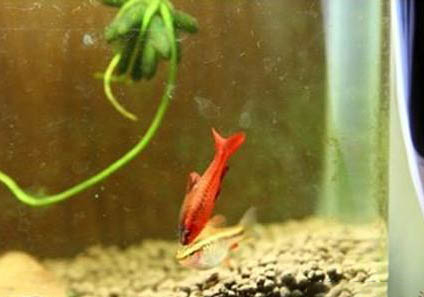 龍魚(yú)不換水可以活多久