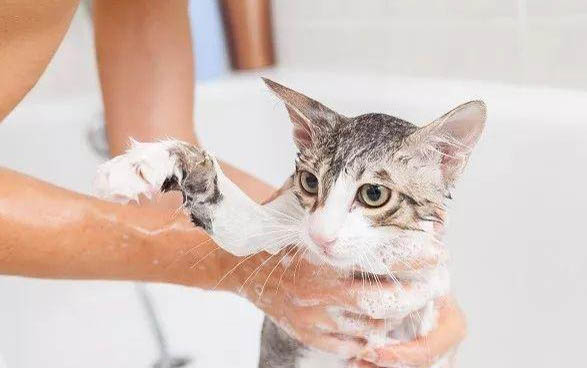 貓得胰腺炎能治愈嗎