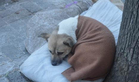 犬貓不明原因發熱的診斷方法及處理