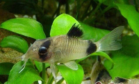 熊貓鼠魚(yú)死亡原因