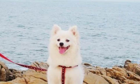 成犬會得犬瘟和細小嗎