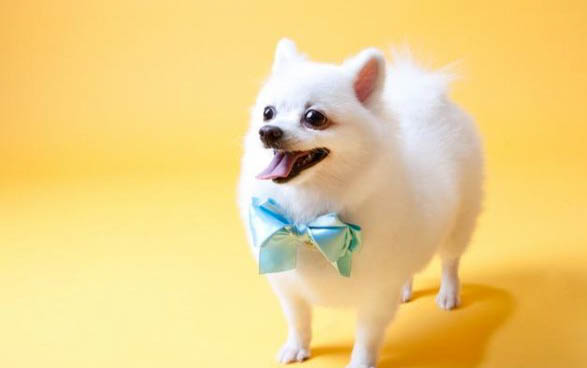 幼犬狗瘟會有哪些癥狀