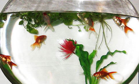 魚缸有魚怎么種水草