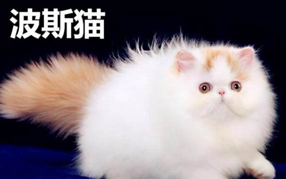 寵物貓能吃火腿腸嗎