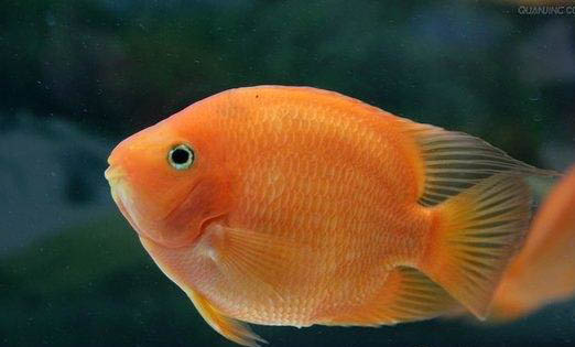魚缸不種水草能養魚嗎