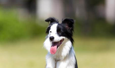 德國牧羊犬打獵怎么樣呢