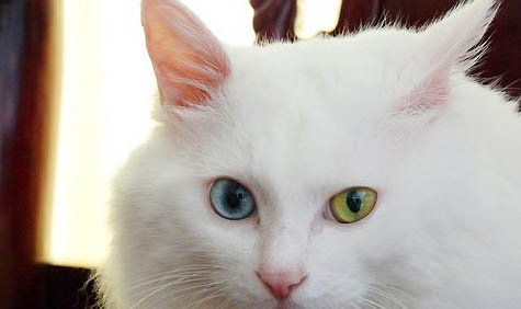 山東獅子貓可以人工飼養(yǎng)嗎
