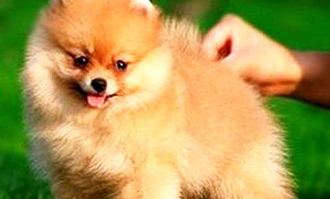 博美犬狗狗的美容知識