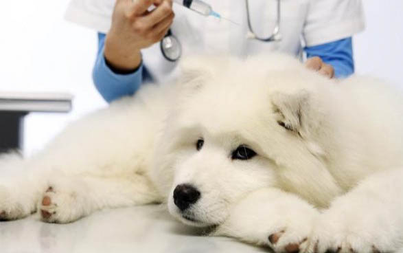 狗狗鼻炎的癥狀有哪些