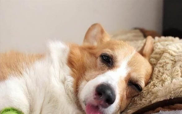 狗為什么也會低血糖