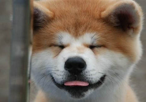 秋田犬和柴犬哪個好?