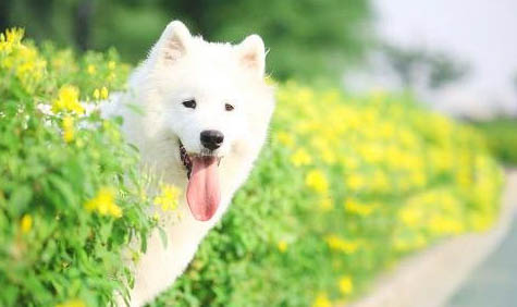 薩摩耶怎么挑選