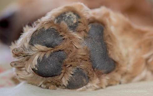 狗狗淚痕去除有哪些方法