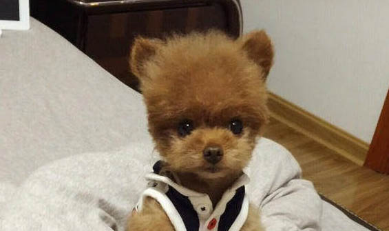 狗病毒感冒的癥狀有哪些癥狀