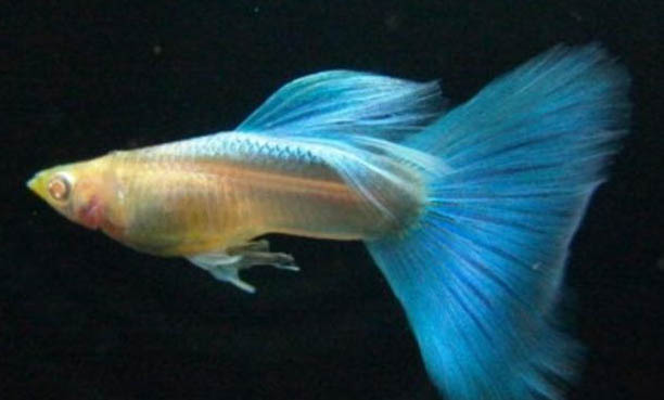 孔雀魚(yú)生小魚(yú)持續(xù)多久