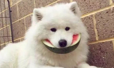 狗拉稀是腸炎嗎