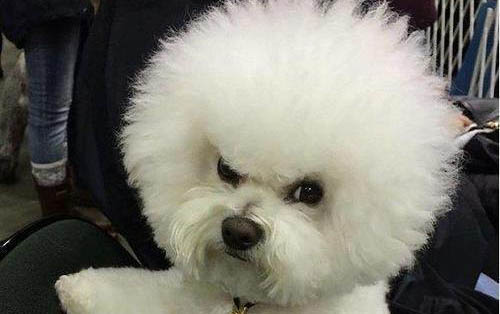 狗狗撕扯狗窩的原因及處理方法