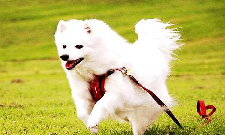 銀狐犬和博美哪個(gè)貴