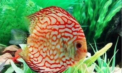 紅鼻剪刀魚能活多久