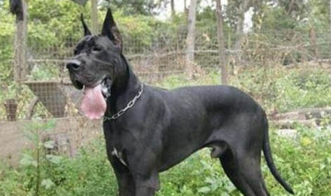 大丹犬哪里有賣