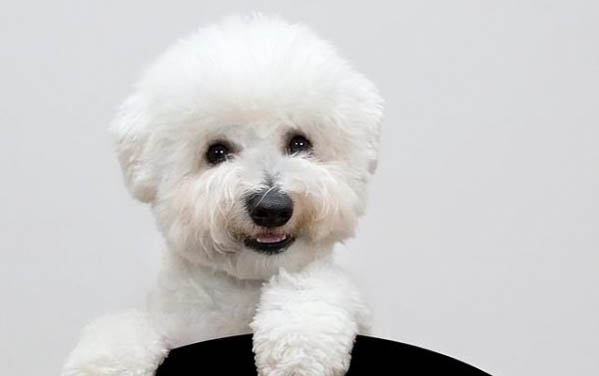 狗狗得犬瘟后能活多久