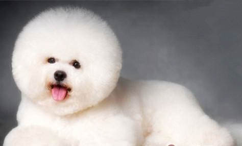 狗狗缺鈣都有什么癥狀