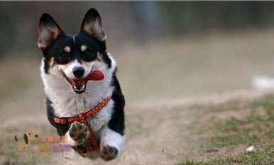 犬瘟狗狗多久才能驅蟲