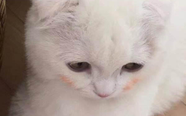 怎么訓(xùn)練貓睡貓窩