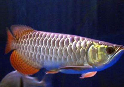 星點(diǎn)龍魚可以和鸚鵡魚混養(yǎng)么?