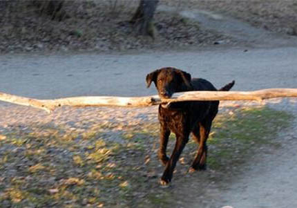 卷毛比熊犬多少錢一只