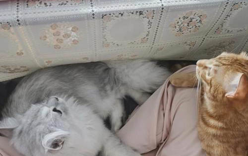 小貓咪能吃葡萄嗎