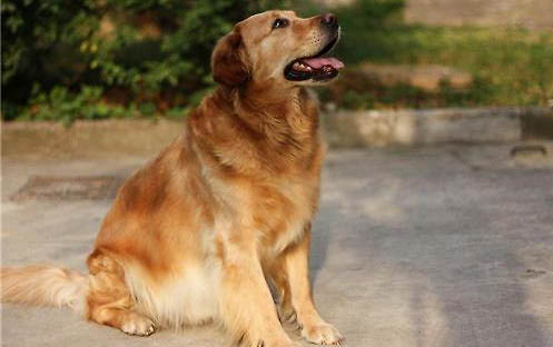 金毛犬腹部腫大,如何判斷是否腹水?
