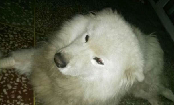 8年的狗狗還能生育嗎