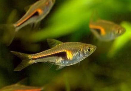 孔雀魚繁殖需要什么條件