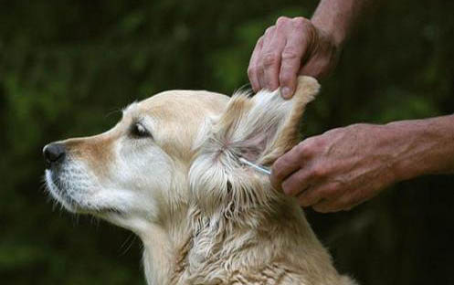 狗狗冠狀病毒第幾天最嚴重