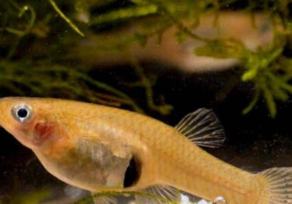 食蚊魚和青鳉魚能混養(yǎng)嗎