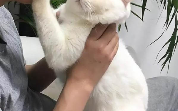 貓咪身上的寄生蟲會傳染給人嗎