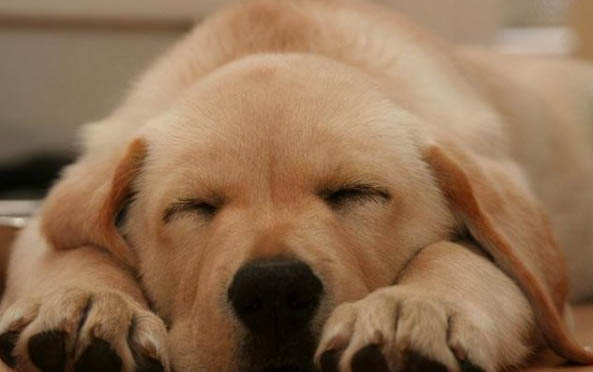 如何判斷幼犬幾個月了呢