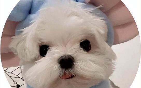 狗來事兒得幾天啊