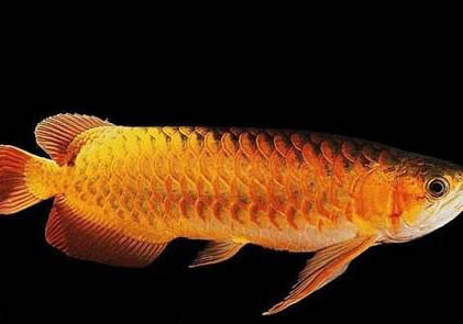 紅龍魚最佳溫度是多少