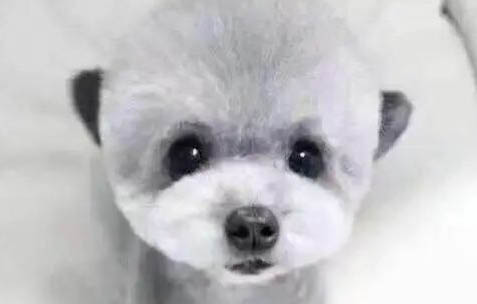 泰迪幼犬多久可以洗澡？