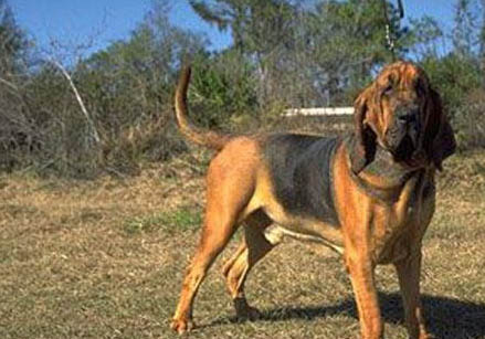 阿富汗獵犬犬舍出售
